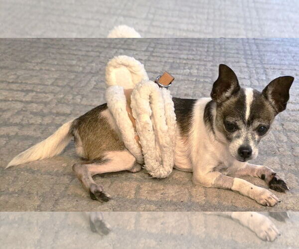 Medium Photo #8 Chihuahua-Unknown Mix Puppy For Sale in Boonton, NJ, USA