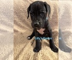 Puppy Blue collar Great Dane