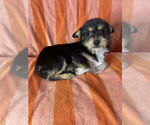Small #1 Jack Russell Terrier-Shih Tzu Mix