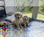 Small #21 Golden Retriever