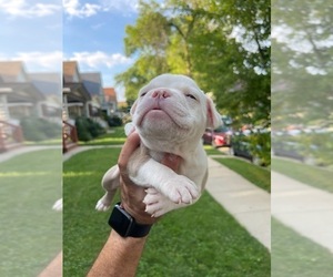 American Bully Puppy for Sale in MILWAUKEE, Wisconsin USA