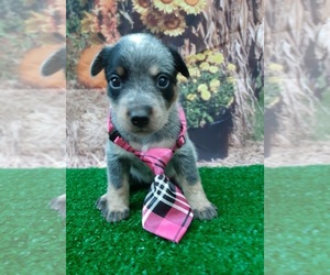 Australian Cattle Dog Puppy for sale in CARTHAGE, TX, USA