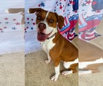 Small #7 American Pit Bull Terrier Mix