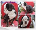 Small #3 Olde English Bulldogge