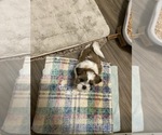 Small #2 Shih Tzu