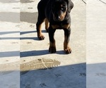 Small Photo #3 Doberman Pinscher Puppy For Sale in MADERA, CA, USA