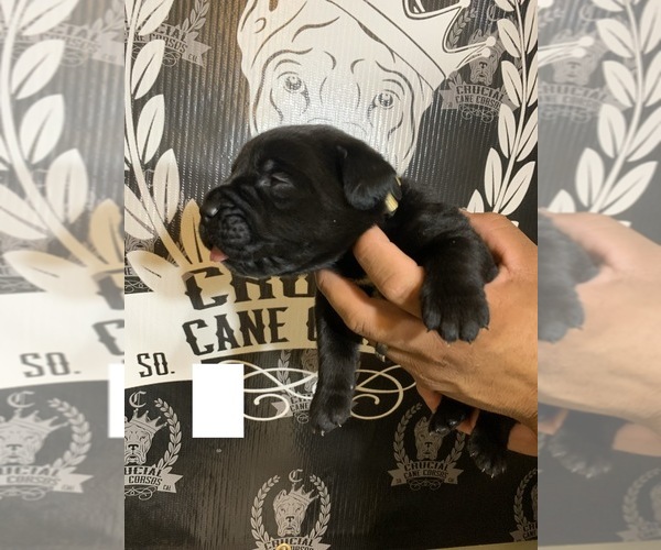 Medium Photo #6 Cane Corso Puppy For Sale in HEMET, CA, USA