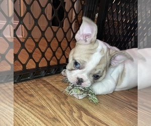 French Bulldog Puppy for Sale in ELKHORN, Wisconsin USA