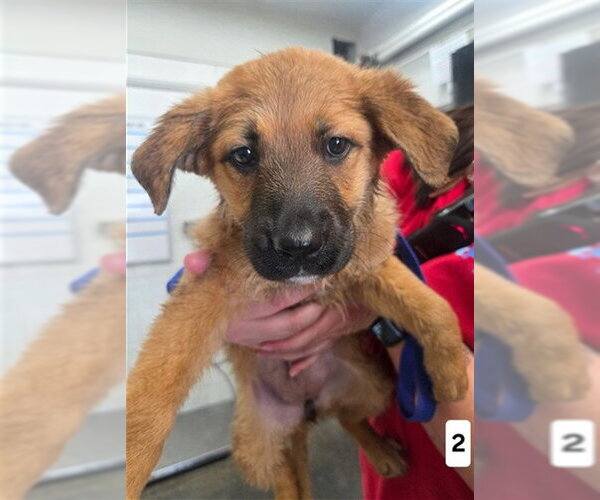 Medium Photo #1 German Shepherd Dog Puppy For Sale in San Bernardino, CA, USA