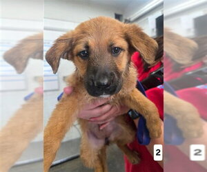 German Shepherd Dog Dogs for adoption in San Bernardino, CA, USA