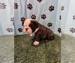 Puppy SIMBO Bulldog