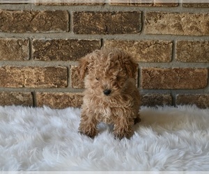 Morkie-Poodle (Miniature) Mix Puppy for sale in HOLMESVILLE, OH, USA