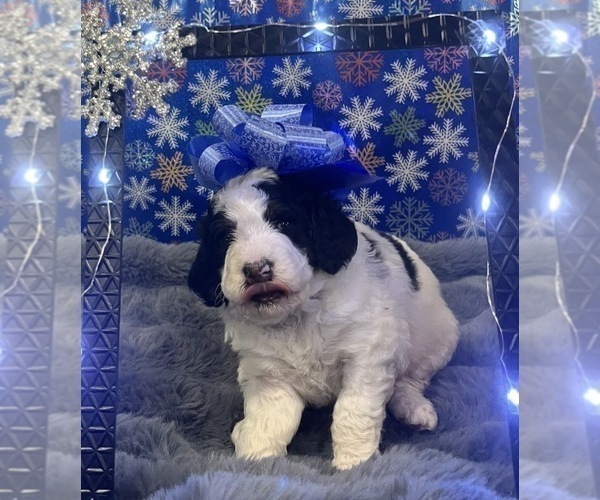 Medium Photo #2 Bernedoodle Puppy For Sale in CLEVELAND, TN, USA