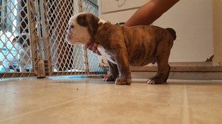 Bulldog Puppy for sale in MODESTO, CA, USA