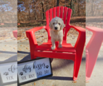 Small Photo #7 Goldendoodle Puppy For Sale in ATHENS, TN, USA