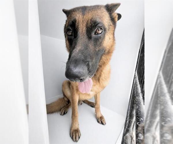 Medium Photo #1 German Shepherd Dog Puppy For Sale in Houston, TX, USA