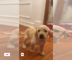 Puppy Pink Golden Labrador