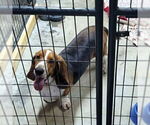 Small #1 Basset Hound