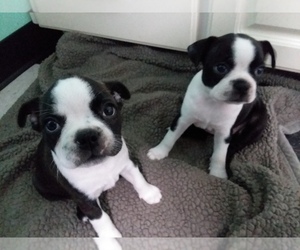 Boston Terrier Puppy for sale in SILVER SPGS, FL, USA