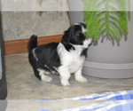 Small Photo #7 Shih Tzu-Zuchon Mix Puppy For Sale in GREENWOOD, WI, USA