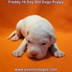 Small Photo #214 Dogo Argentino Puppy For Sale in PINEVILLE, MO, USA