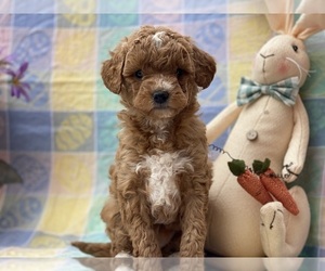 Goldendoodle (Miniature) Puppy for sale in LANCASTER, PA, USA