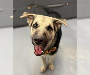 Wade - Male German Shepherd Dog-Unknown Mix Dog for Adoption - Photo #3