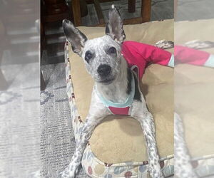 Phoenix - Female Mutt Dog for Adoption - Photo #2