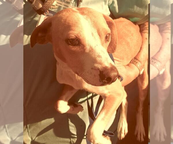 Medium Photo #4 Italian Greyhound-Unknown Mix Puppy For Sale in Fallbrook, CA, USA