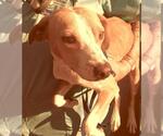 Small #3 Italian Greyhound Mix