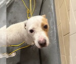 Small #1 American Pit Bull Terrier Mix