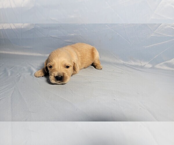 Medium Photo #42 Golden Retriever Puppy For Sale in FALCON, CO, USA