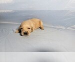 Small #9 Golden Retriever