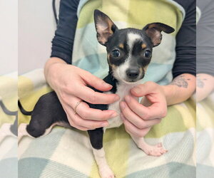 Chihuahua Dogs for adoption in Chico, CA, USA