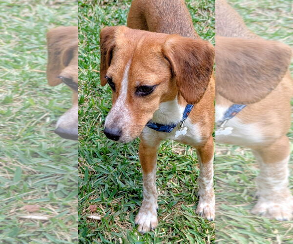 Medium Photo #4 Beagle-Unknown Mix Puppy For Sale in Dunnellon, FL, USA