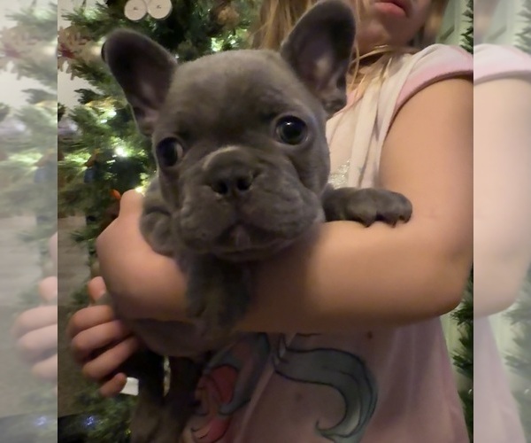 Medium Photo #4 French Bulldog Puppy For Sale in EAST LIVERPOOL, OH, USA