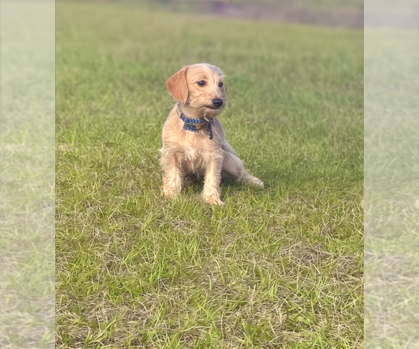 Medium Photo #13 Doxiepoo (Miniature) Puppy For Sale in OCALA, FL, USA