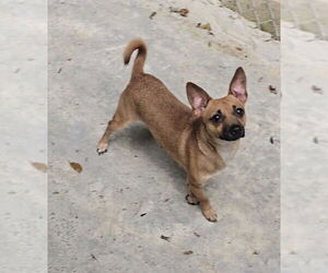 Chihuahua-Unknown Mix Dogs for adoption in FRAMINGHAM, MA, USA