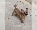 Small Chihuahua Mix