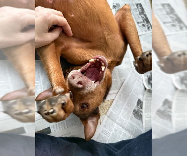 Medium Photo #8 Redbone Coonhound-Unknown Mix Puppy For Sale in Oakhurst, NJ, USA