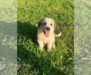 Medium Great Pyrenees