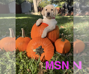 Labrador Retriever Litter for sale in ARLINGTON, TX, USA