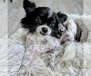Papillon-Unknown Mix Dogs for adoption in Spring Lake, NC, USA