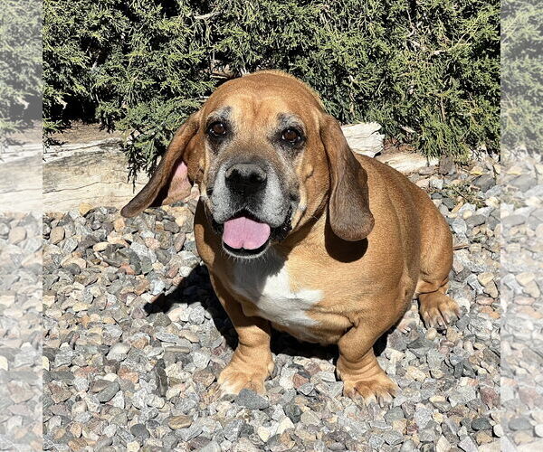 Medium Photo #3 Basset Hound-Unknown Mix Puppy For Sale in Albuquerque, NM, USA