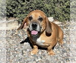 Small #2 Basset Hound Mix