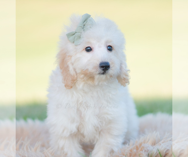 Medium Photo #6 Goldendoodle (Miniature) Puppy For Sale in WARSAW, IN, USA