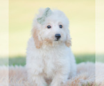 Small Photo #63 Goldendoodle (Miniature) Puppy For Sale in WARSAW, IN, USA