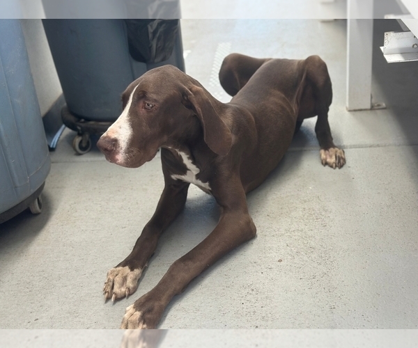 Medium Photo #2 Great Dane Puppy For Sale in LAKELAND, FL, USA