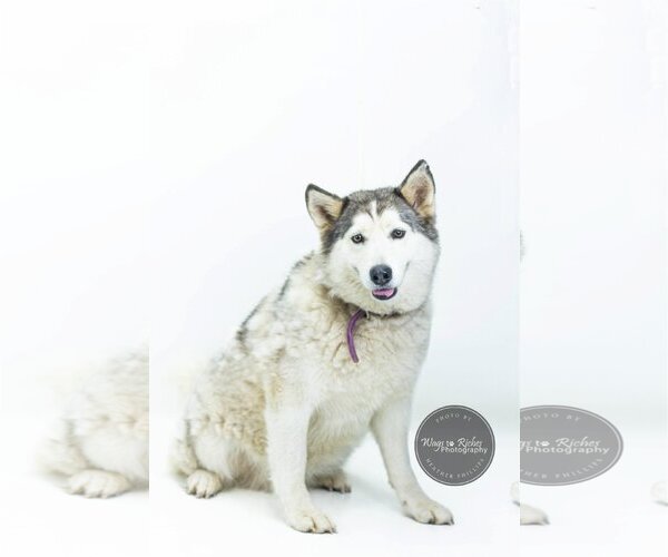 Medium Photo #5 Siberian Husky Puppy For Sale in Tuscaloosa, AL, USA