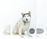 Small #4 Siberian Husky